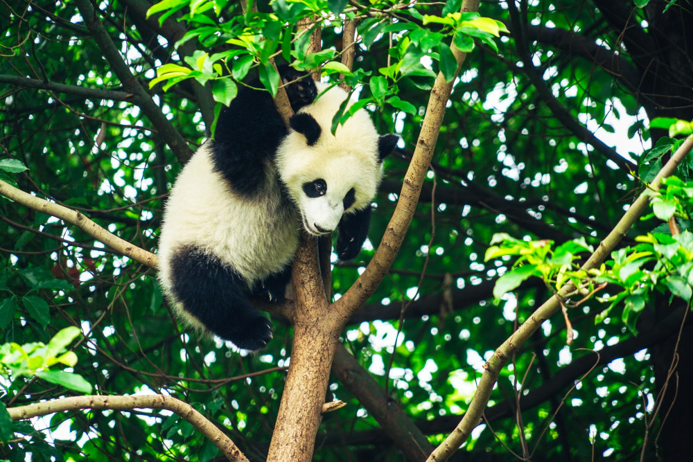 简单了解下熊猫的特点和生活特征